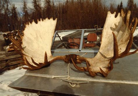 The Top 40 Biggest Moose Ever Taken | Outdoor Life