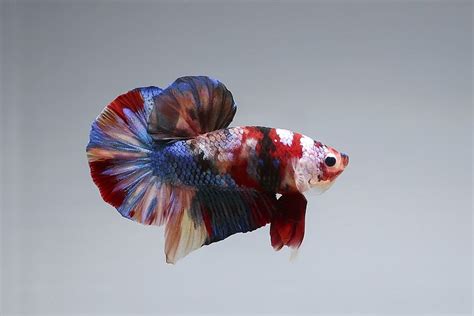 Koi Betta Fish: Male & Female Care Guide - FishLab