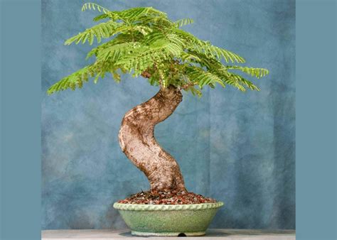 Care Guide For The Flame Tree Bonsai Tree Delonix Regia Bonsai Empire