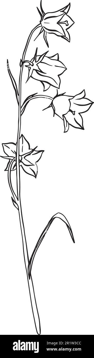 Bluebell Flowers Sketch Hand Drawn Outline Vector Illustration