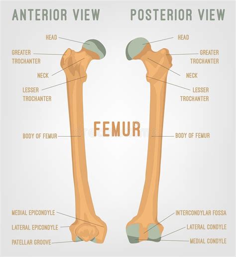 Surface Anatomy Of The Human Femur Stock Illustration Illustration Of