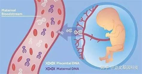 唐氏筛查与无创dna产前检测有哪些区别？各有什么优势？ 知乎