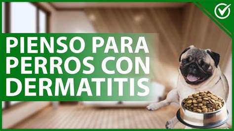 La guía definitiva del mejor pienso para perros con dermatitis cómo