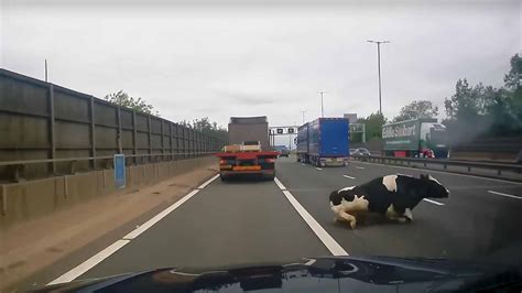 Drammatico Incidente La Mucca Cade Dal Camion In Autostrada