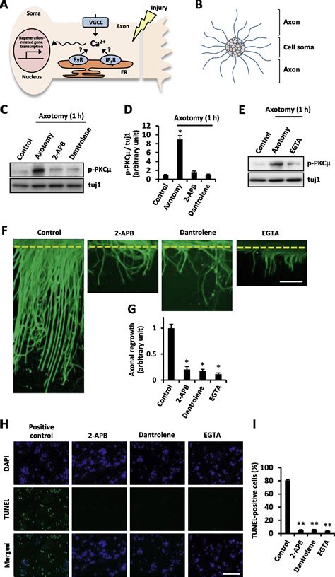 Axonal Activation Of The Unfolded Protein Response Promotes Axonal