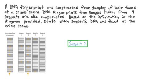 Dna Fingerprinting Crime Scene