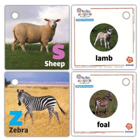 baby einstein Playful Discoveries Cards: Animals - Pack 13