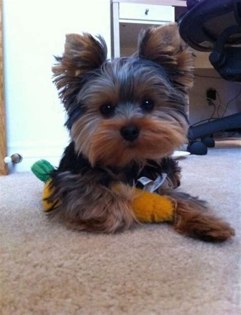 Yorkey | Cute dogs, Yorkie dogs, Yorkie