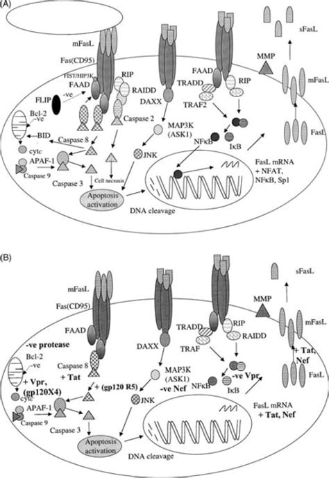 The Multiple Roles Of Fas Ligand In The Pathogenesis Of Infectious Diseases Clinical