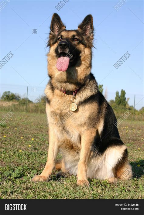 Sitting German Shepherd Image & Photo | Bigstock