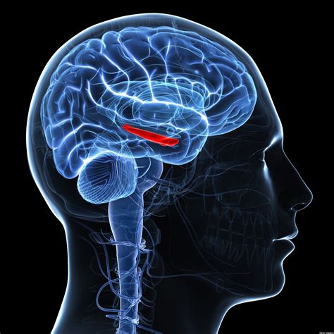 Brain Implant Could Help Patients Generate New Memories Huffpost