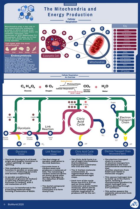 Chart : The Mitochondria and Energy Production - Educational ...