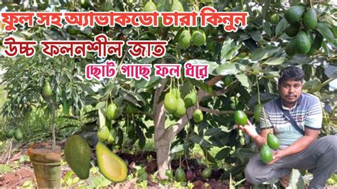 ফুল সহ অ্যাভাকডো গাছ কিনুন মোল্লা নার্সারি Avocado Fruits বড় বড় গাছ