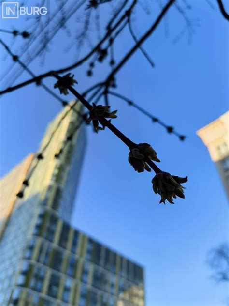 Ждём в Екатеринбурге зелёных деревьев. Совсем | Интересный Екатеринбург