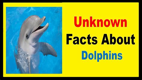 Dolphins Facts Youtube