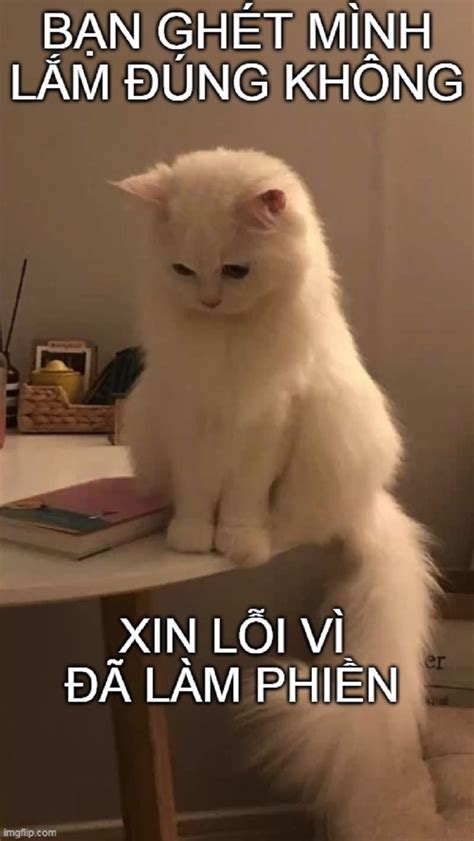 Tổng Hợp Meme Xin Lỗi đáng Yêu Hài Hước Nhất