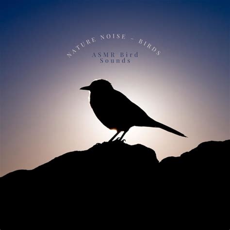 Stream Asmr Calming Birds In Nature By Asmr Bird Sounds Listen Online