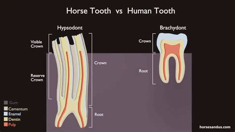 Horse Teeth Anatomy Numbered Teeth