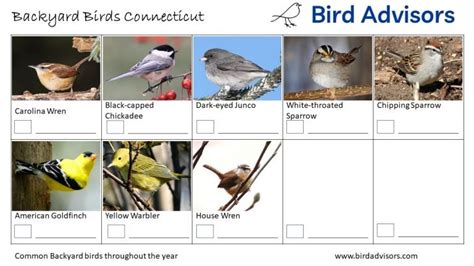 Top 33 Backyard Birds In Connecticut Free ID Charts