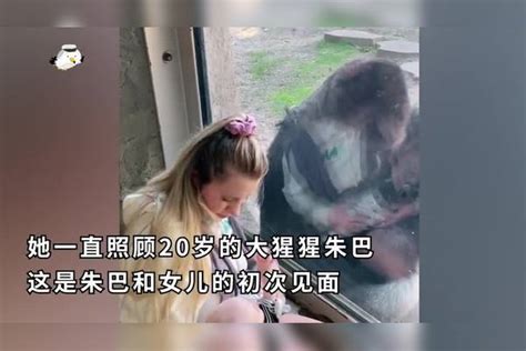 国外女子将月大的女儿介绍给大猩猩，大眼瞪小眼场面太有爱大猩猩女儿场面