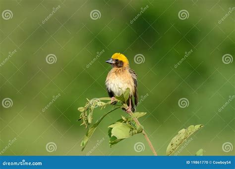 Male baya weaver stock photo. Image of tropical, philippinus - 19861770