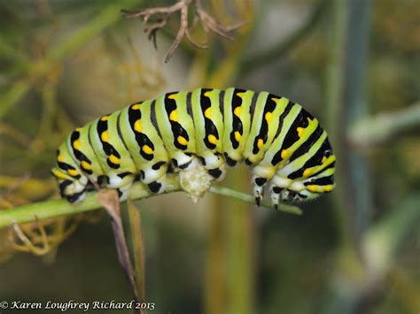 Black Swallowtail Caterpillars 4th Instars Project Noah