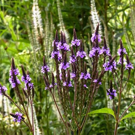 Verbena Hastata Lavender Spires