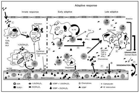 Scielo Brasil Genetic Polymorphisms In Vitamin D Receptor Vitamin D Binding Protein Toll