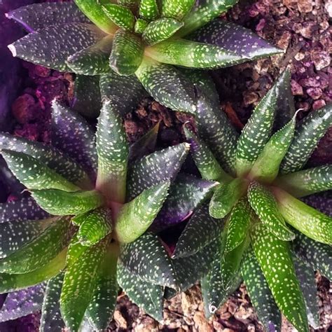 Haworthiopsis Attenuata Var Attenuata Enon Syn Haworthia Attenuata