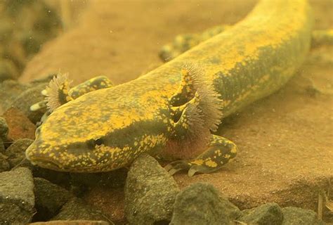 Connecticut Herpetology