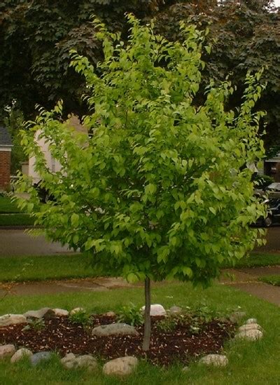 American Hornbeam (Carpinus caroliniana)