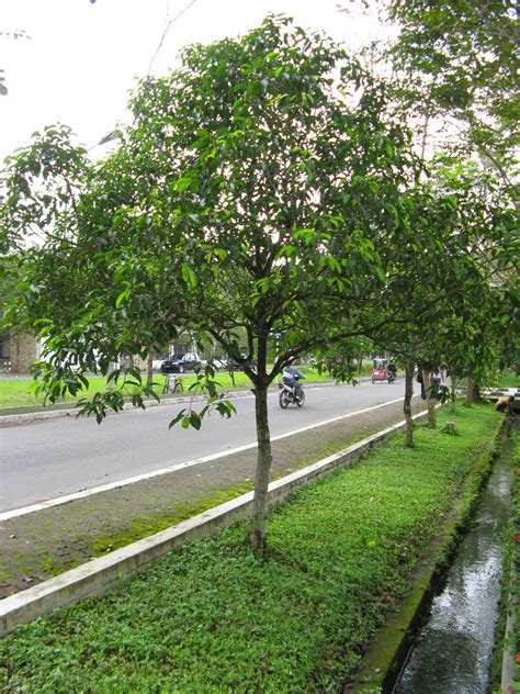 Jenis Pohon Yang Cocok Di Depan Rumah Bikin Adem Dan Rindang