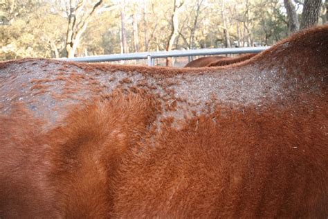 Rain Rot In Horses — Irongate Equine Clinic