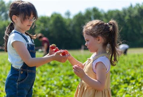 Best Strawberry Picking In Boston And Summer Strawberry Festivals Mommypoppins