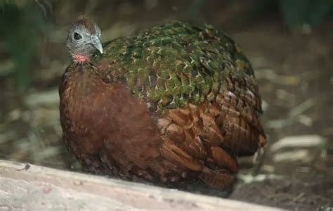 Congo Peafowl | The Animal Facts | Appearance, Diet, Habitat, Behavior