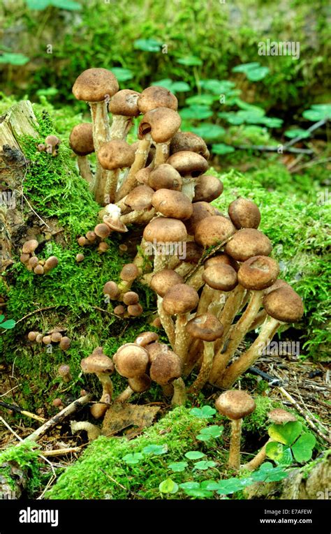 Kuehneromyces Mutabilis Synonym Pholiota Mutabilis Commonly Known