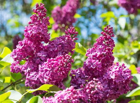 Lilas : plantation, floraison et entretien