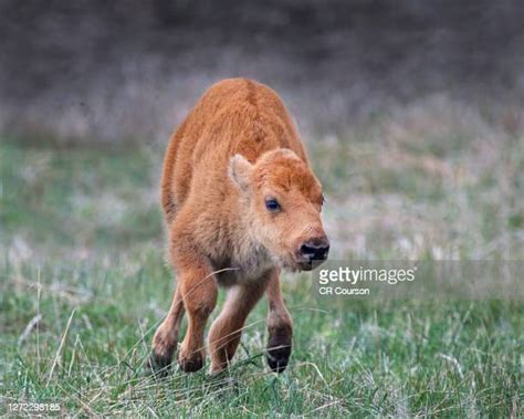 1,031 Running Bison Stock Photos, High-Res Pictures, and Images - Getty ...