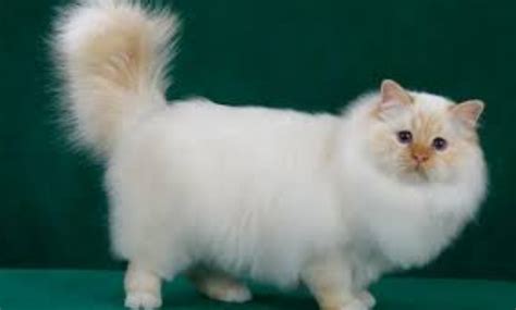 Living With Ragamuffin Cats Billi Adda