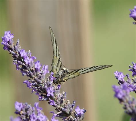 Butterfly Lavender Summer - Free photo on Pixabay - Pixabay