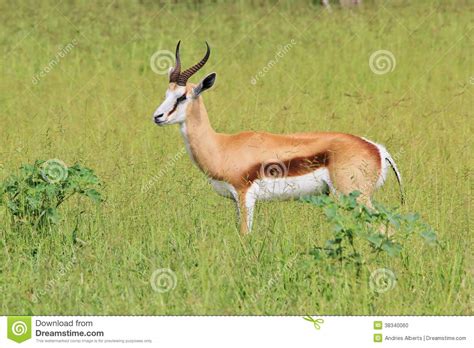 Gazela Fundo Dos Animais Selvagens Ram Da Paz Foto De Stock