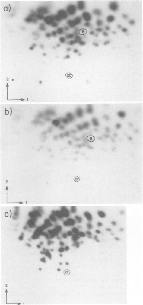 Two Dimensional Gel Electrophoresis Of 32p Labeled Ti Oligonucleotides