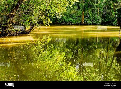 The Wild Swamp Of The Marais Poitevin Near Saint Hilaire La Palud