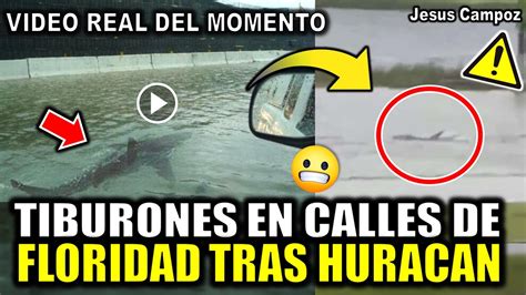 Captan Tiburon Nadando Por Calles De Florida Tras Huracan Ian Videos