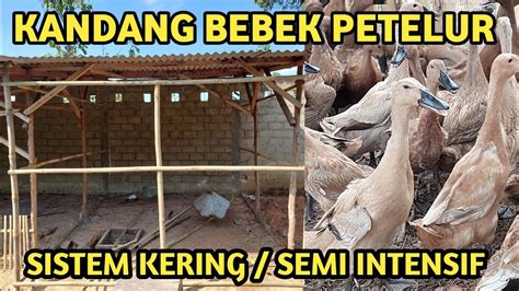 Cara Buat Kadang Bebek Petelur Sistem Kering Kandang Semi Intensif