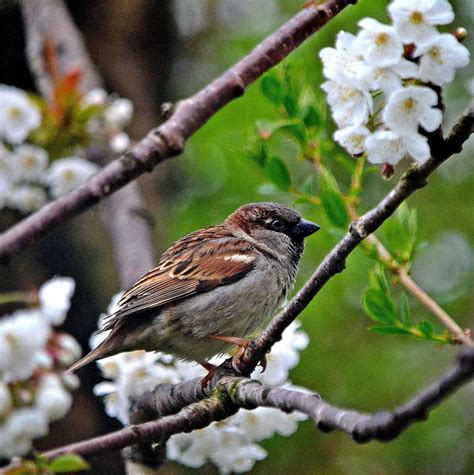 Solve Male House Sparrow Passer Domesticus Jigsaw Puzzle Online With