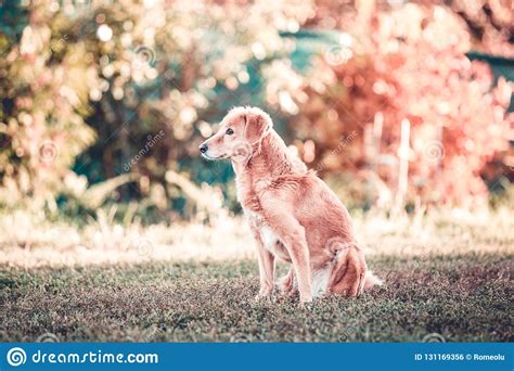 Senior Happy Dog. Elderly Dog Care Stock Photo - Image of domestic ...