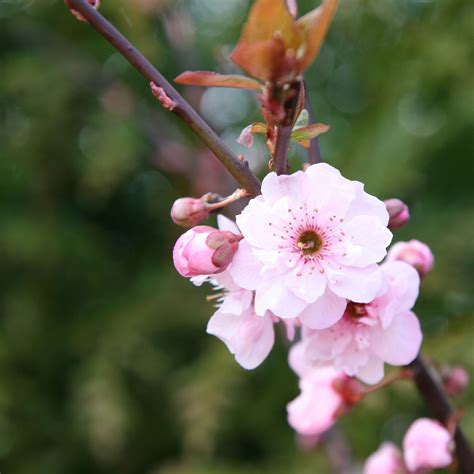 Prunus X Blireana Flowering Cherry In Gardentags Plant Encyclopedia