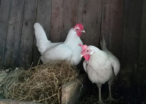 Troubles De La Ponte Chez Les Poules La Fibrine Poulorama Tout