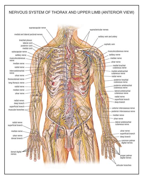 Upper Limb Labeled